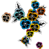 Pansy Spring