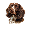 Springer Spaniel