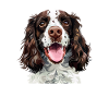 Springer Spaniel