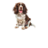 Springer Spaniel