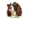 Springer Spaniel