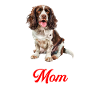 Springer Spaniel