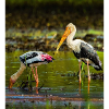 Beautiful birds