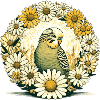 Parakeet