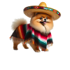Cinco de Mayo Pomeranian