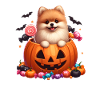 Pomeranian in Halloween pumpkin