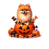 Pomeranian in Halloween pumpkin