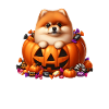 Pomeranian in Halloween pumpkin
