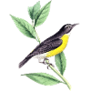 Bird Environment