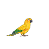 Parakeet Parrot Parakeet Bird