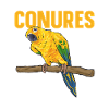 Perruche Perroquet Perruche Oiseau