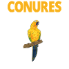 Parakeet Parrot Parakeet Bird
