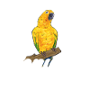 Parakeet Parrot Parakeet Bird