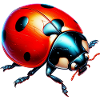 Coccinelle