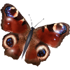 gorgeous peacock butterfly