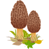 champignons champignons