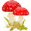 Fungi