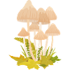 Fungi