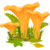 Fungi