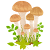 Fungi