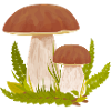 Fungi