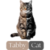 Tabby cat