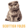 Scottish Fold Kitten Scottish Fold Cat