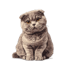 Gattino Scottish Fold Gatto Scottish Fold