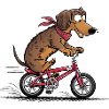 Dachshund with bicycle