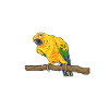 Parakeet Parrot Parakeet Bird