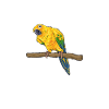 Parakeet Parrot Parakeet Bird