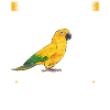 Parakeet Parrot Parakeet Bird