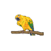 Parakeet Parrot Parakeet Bird