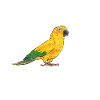 Parakeet Parrot Parakeet Bird