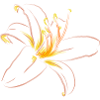 LIGHT PINK LILY