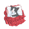 Katze Katzen Blumen