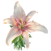 PINK LILY