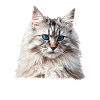 Siberian Cat Sibirische Katze