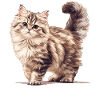 Siberian Cat Sibirische Katze