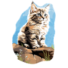 Siberian Cat Sibirische Katze