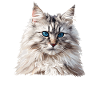 Siberian Cat Sibirische Katze