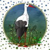 Stork bird
