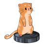 Chat avec aspirateur robot