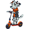 Scooter dalmatien