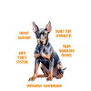 Doberman GERMAN ENGINEERING Lustiges Doberman