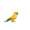 Perruche Perroquet Perruche Oiseau