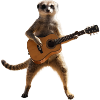 Meerkat musician guitar