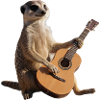 Erdmännchen sitzender Gitarrenmusiker