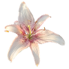 Lily Roses Blossoms