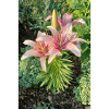 Lily Roses Blossoms